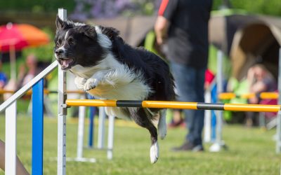 L’importance de l’activité physique chez le chien : nos conseils pour le maintenir actif et en forme