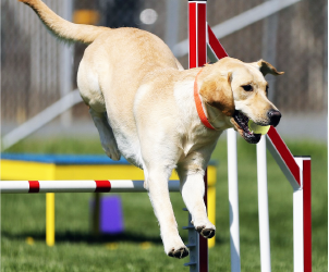 Flyball
