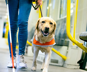 Témoignage d’un bénéficiaire de chien guide