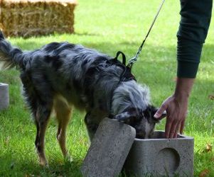 Initiation à la recherche olfactive