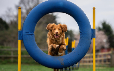 Comment bien préparer son chien pour Canidays ?