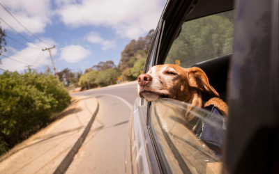 Voyager avec son chien, les équipements indispensables