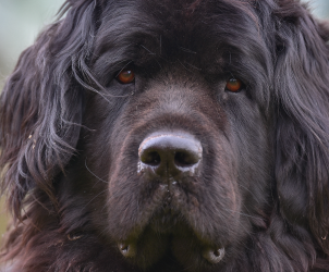 Initiation à la recherche olfactive