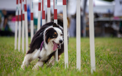 Les clés pour réussir un parcours d’agility avec votre chien
