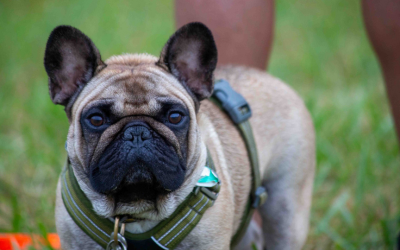 Comment gérer un chien timide lors de grands événements comme Canidays avec Hill’s ?