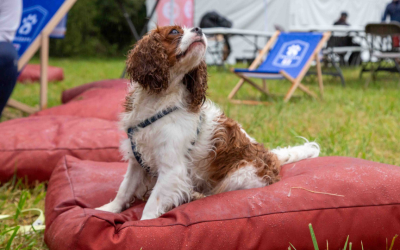Comment protéger son chien des dangers lors d’événements en plein air