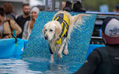 Comment la préparation physique de votre chien peut améliorer sa performance lors d’événements