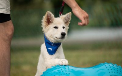 Une parenthèse complice entre maîtres et chiens, retour sur une édition 2025 inoubliable