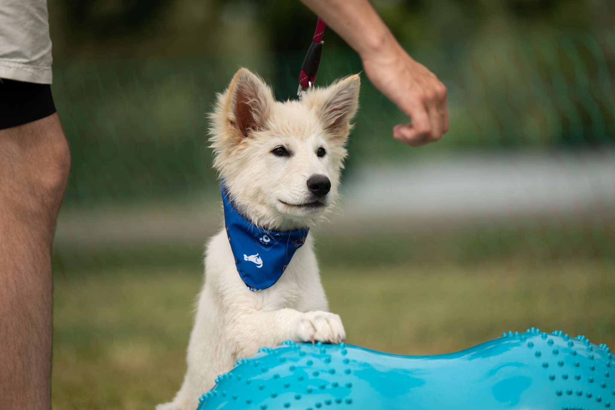 Une parenthèse complice entre maîtres et chiens, retour sur une édition 2025 inoubliable