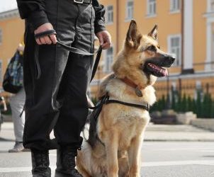 Sensibilisation chien de travail