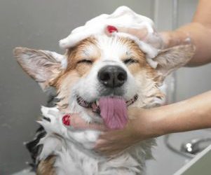 Avec quoi laver son chien ?